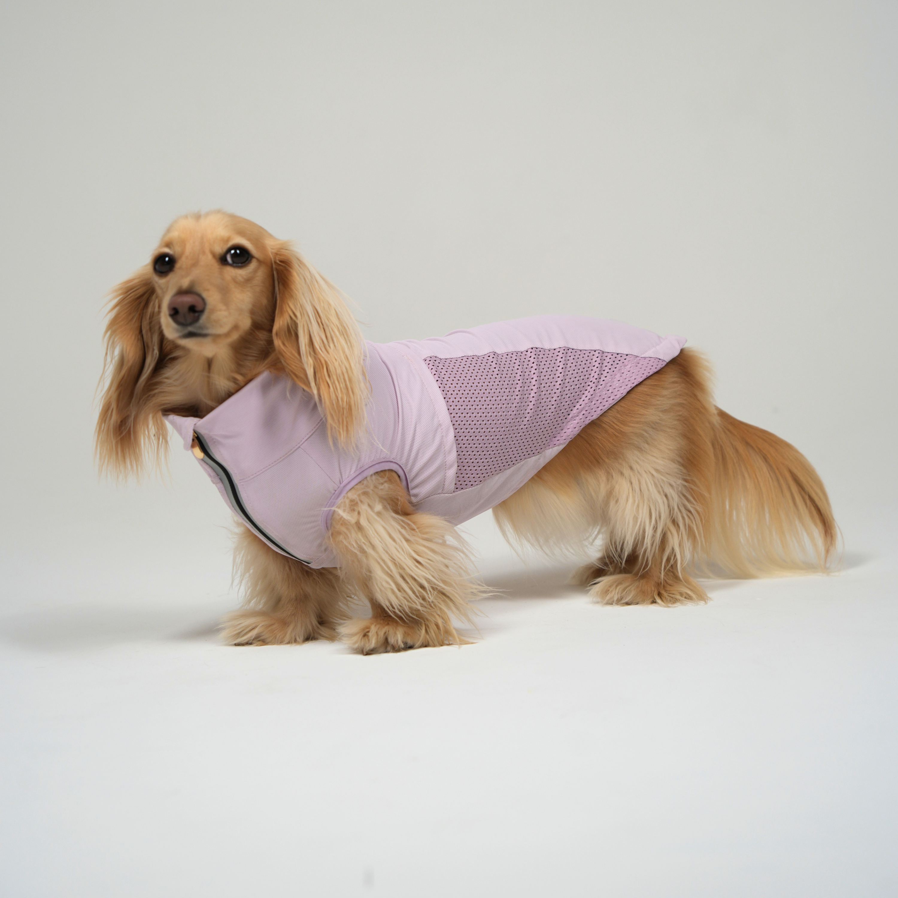 Cooling Vest for Dachshunds | Doxie The Label – Doxie the Label