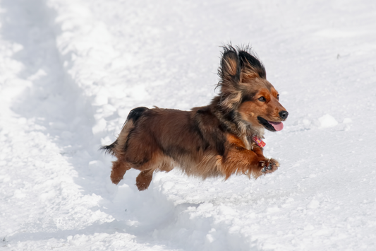 Do Dachshunds Get Cold?