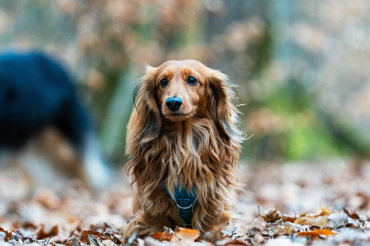 Do Dachshunds Overheat in Summer?