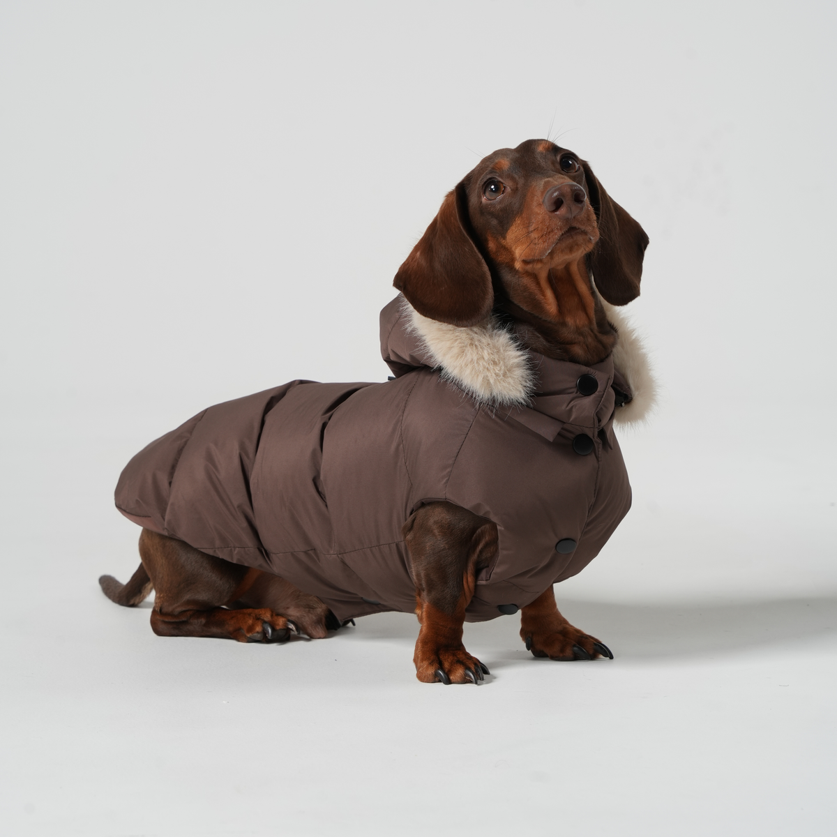 Cocoa