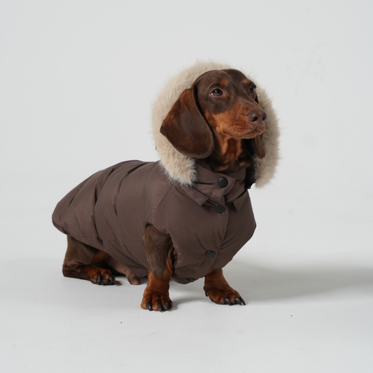 Cocoa