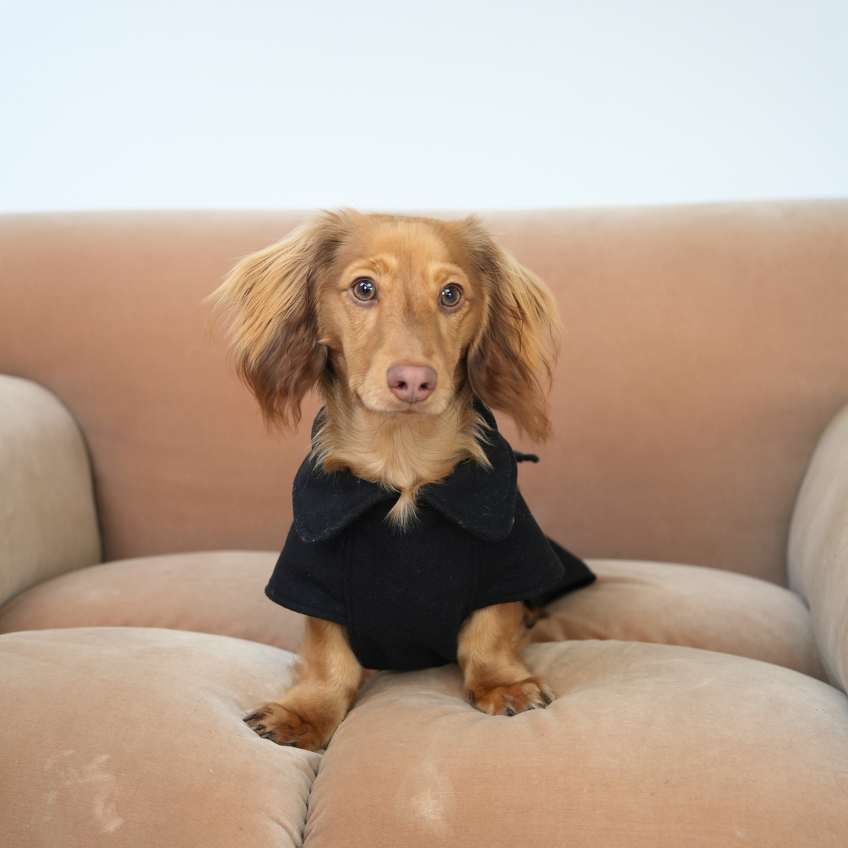 The Wool Coat – Dachshund Wool Coat | Doxie The Label – Doxie the The Wool Coat – Dachshund Wool Coat | Doxie The Label – Doxie the