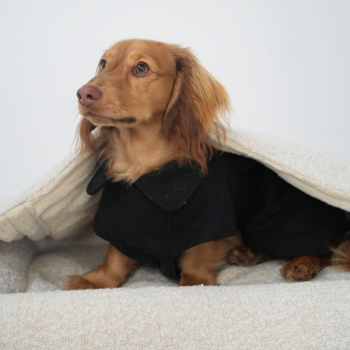 The Wool Coat – Dachshund Wool Coat | Doxie The Label – Doxie the The Wool Coat – Dachshund Wool Coat | Doxie The Label – Doxie the