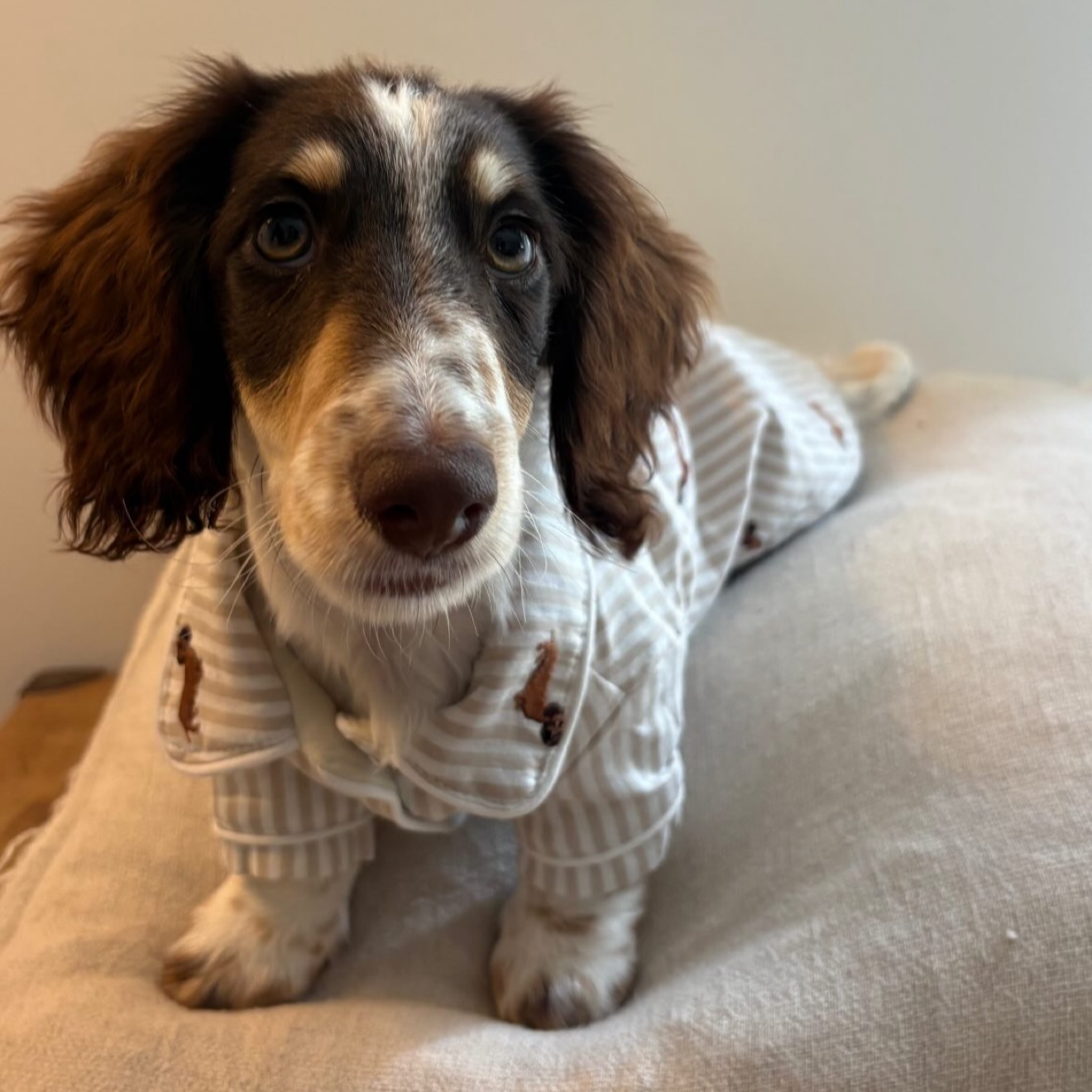 A small brown and white dachshund wearing a sweater