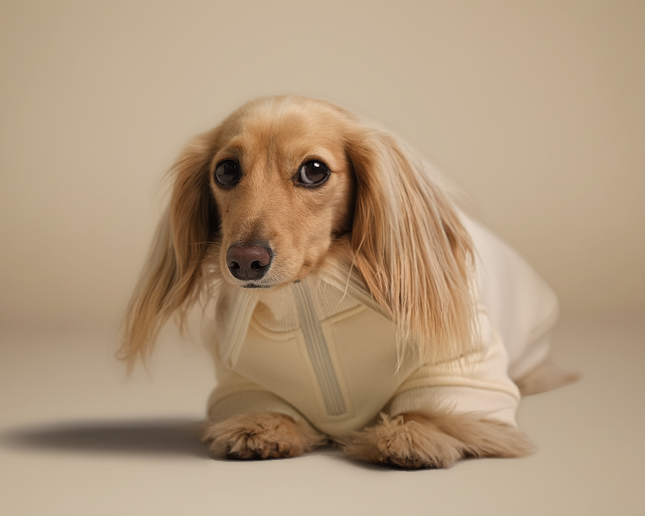 {{ product.title }} - {{ image.alt }} | Doxie the Label