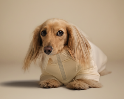 {{ product.title }} - {{ image.alt }} | Doxie the Label