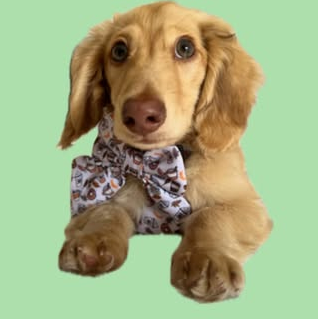 ziggy.the.sausage.dog